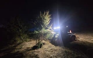 Cedar Tree Removal Services