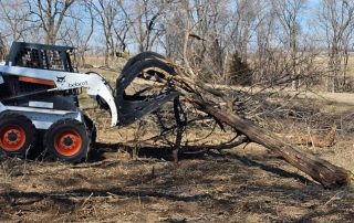 Cedar Tree Removal Services