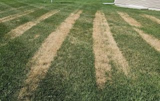 7334d795-ed23-4c78-9d5e-5616eb2fcf70 Fungicide Treatment