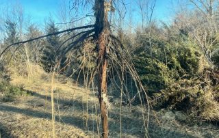 Cedar Tree Removal Services