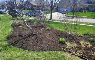 Tree and Shrub Trimming