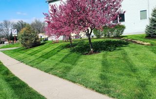 Tree and Shrub Trimming