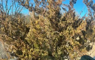 Cedar Tree Removal Services