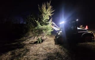 Cedar Tree Removal Services