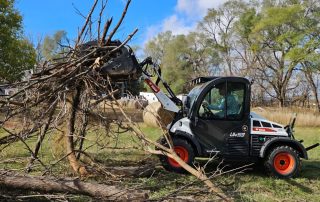 Cedar Tree Removal Services